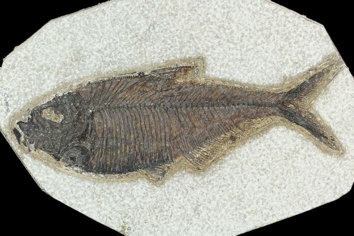Fossil Fish (Diplomystus) - Green River Formation #129558
